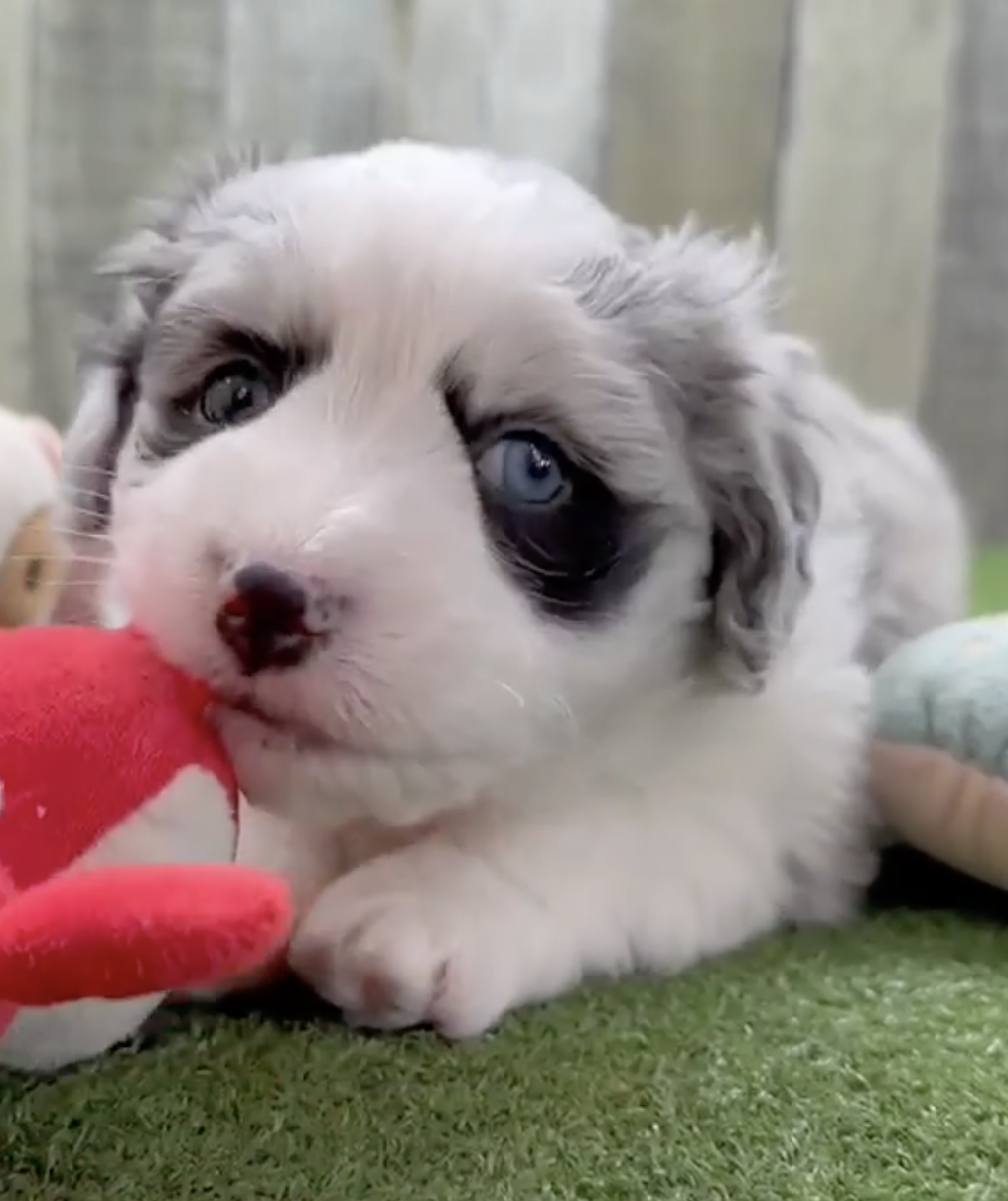 aussiechon puppy with blue eyes playing with a red toy